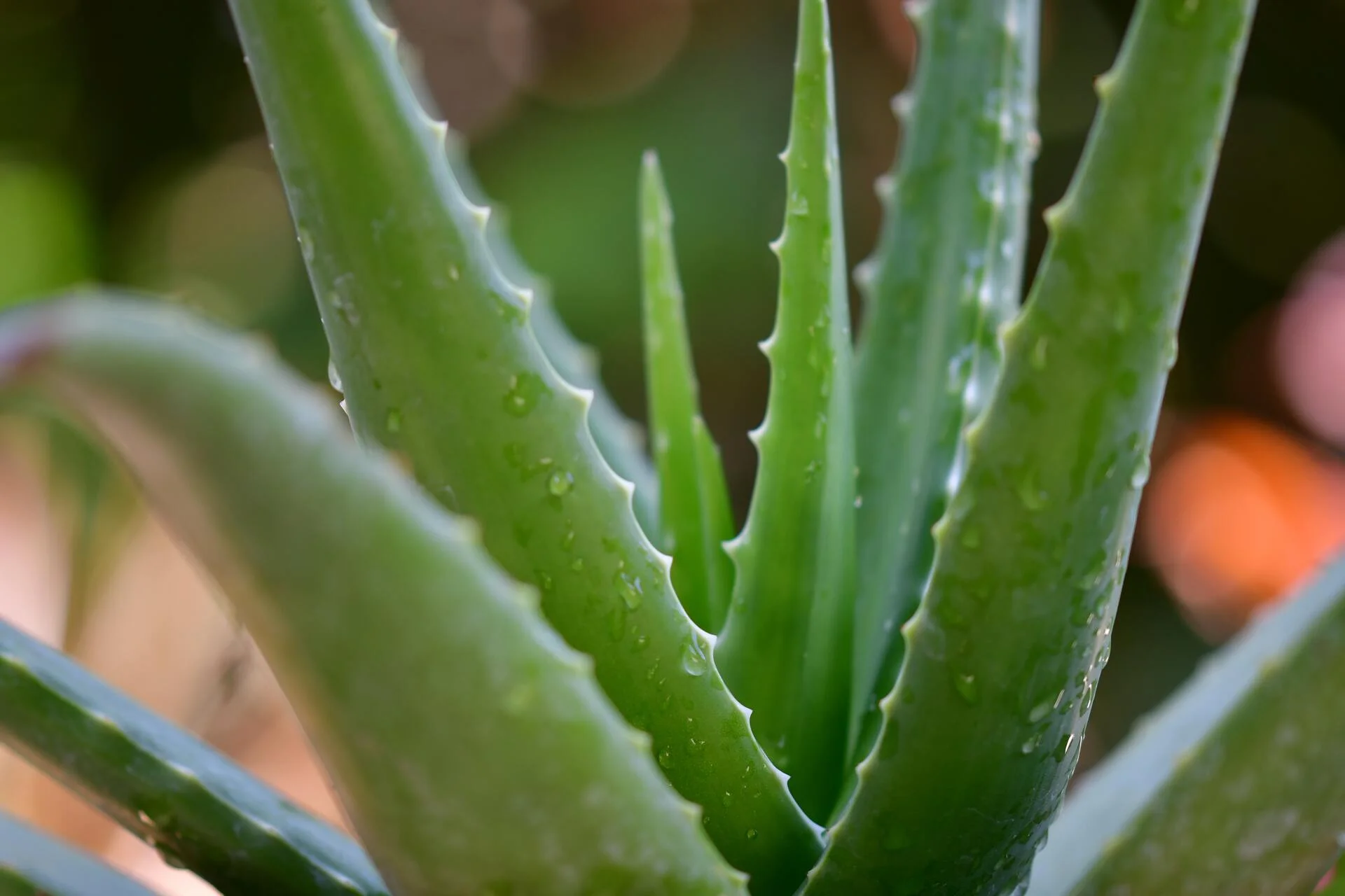 Aloe Vera in Kosmetik