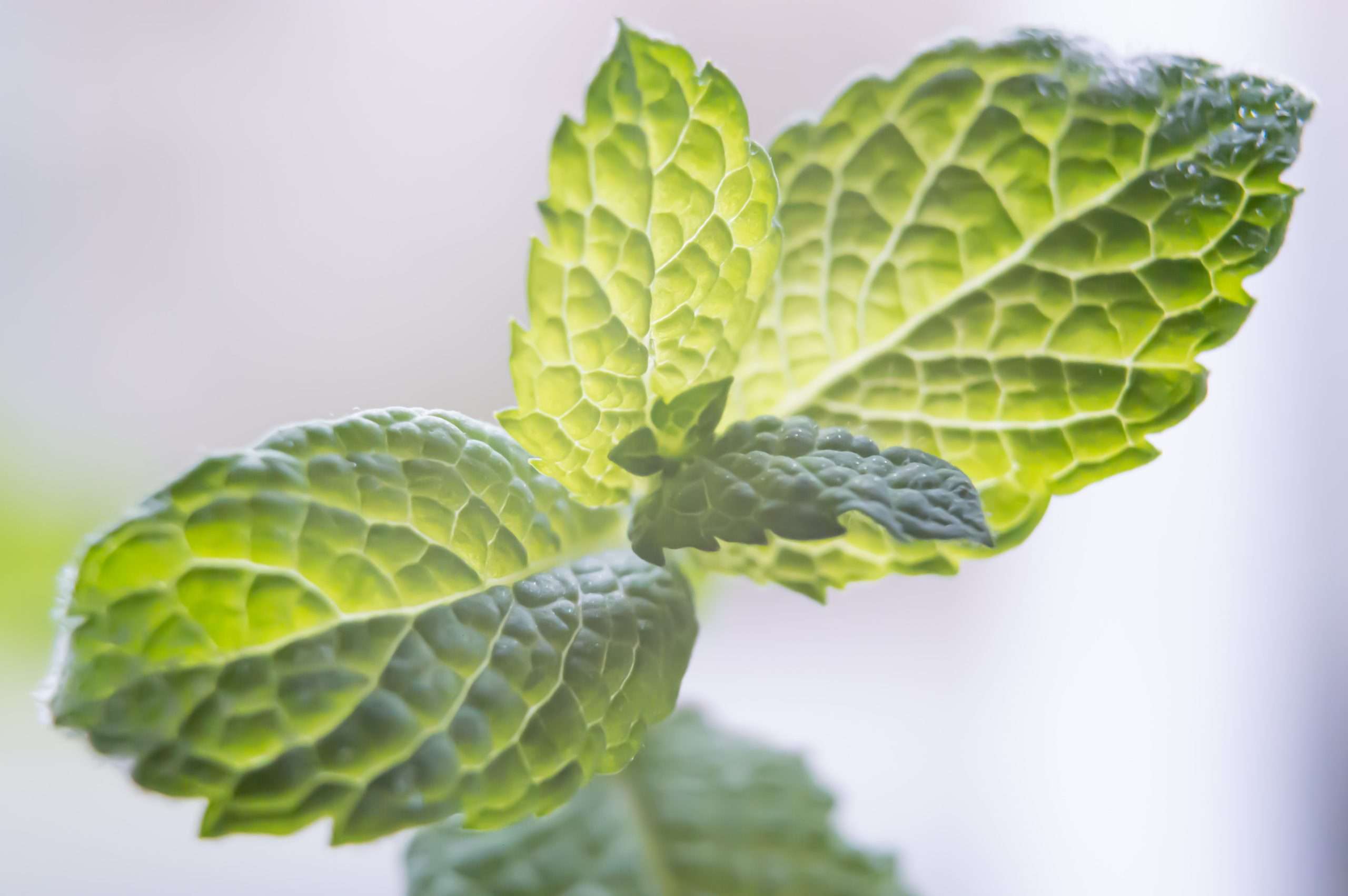 Vegane Naturkosmetik: Eine umweltbewusste Wahl für Ihre Schönheit